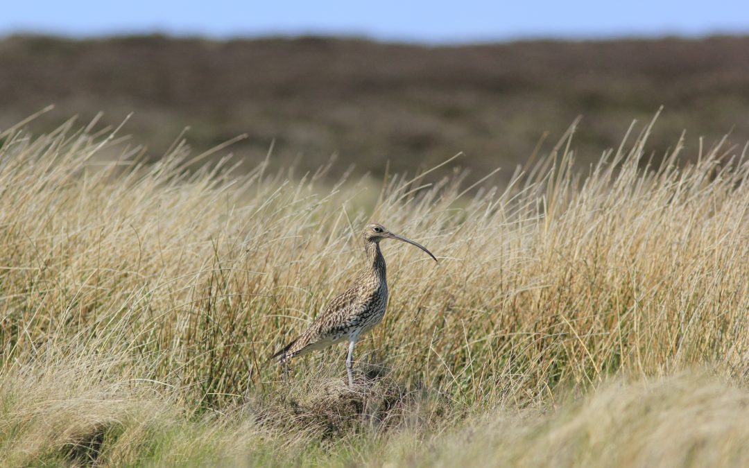 Goathland Nature Group Chair’s Annual Report March 2026
