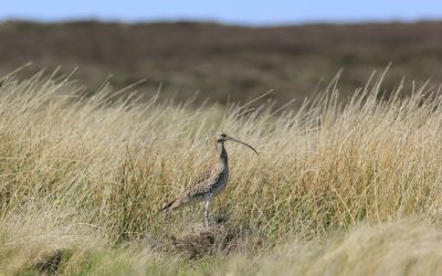 Goathland Nature Group Chair’s Annual Report March 2026