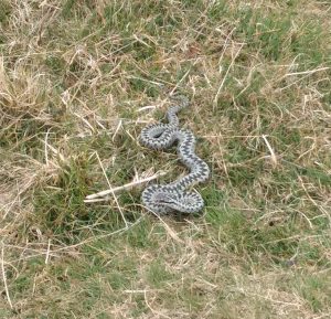 Adder, North Yorkshire Moors