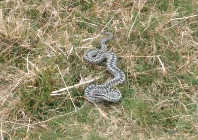 Adder, North Yorkshire Moors