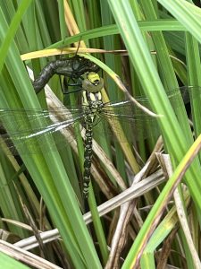 Dragonfly, North Yorkshire Moors