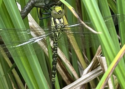 Dragonfly, North Yorkshire Moors