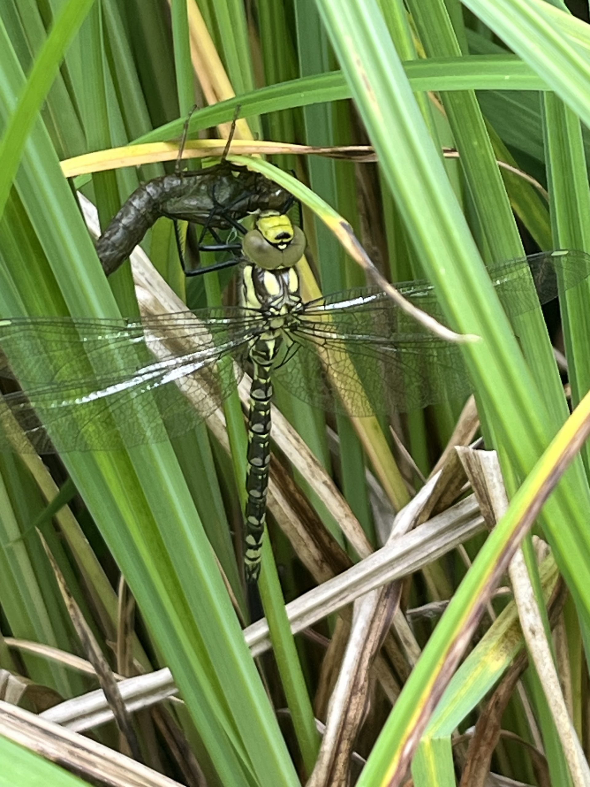 Dragonfly, North Yorkshire Moors