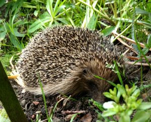 Hedgehog