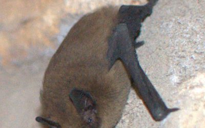 Bats Around Goathland: Night‑Time Neighbours of Our Parish