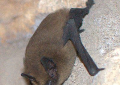Pipistrelle bat
