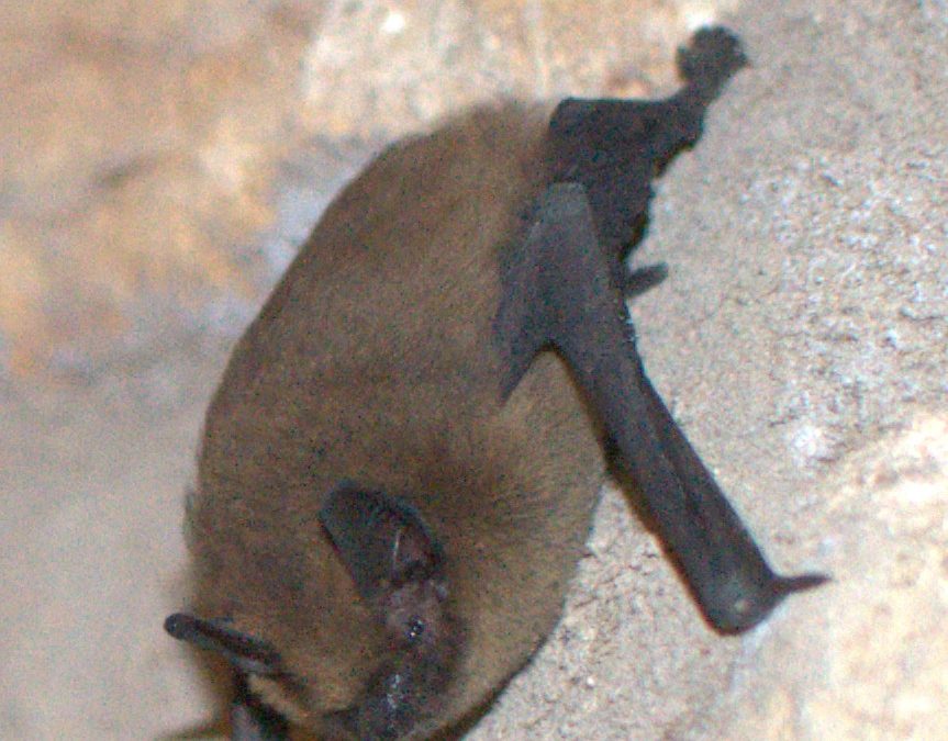 Pipistrelle bat