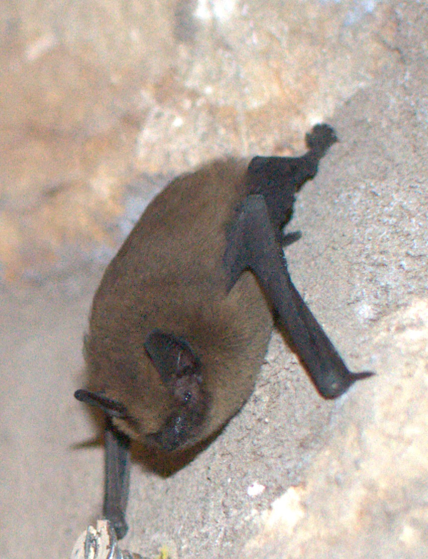 Pipistrelle bat
