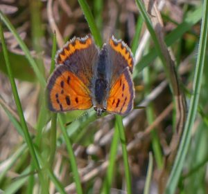 Small Copper butterfly