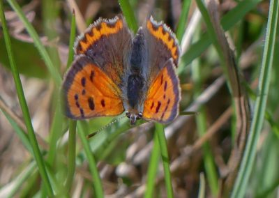 Small Copper butterfly
