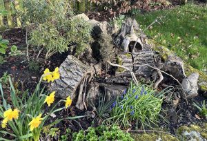 Garden Stumpery