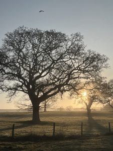 Morning in Goathland