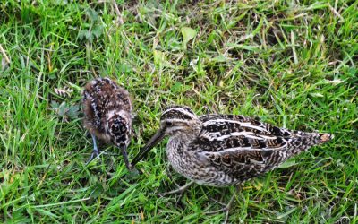 Goathland Nature June 2026 Update – Swifts, Bats, Competitions