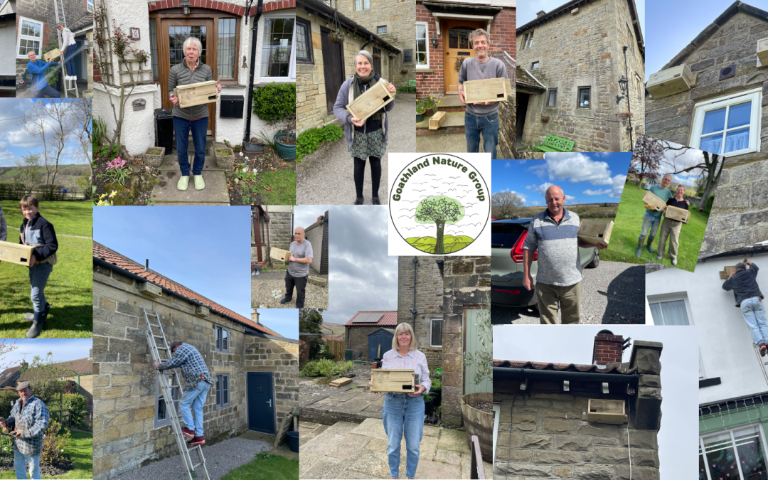 Goathland Nature - Swifts project