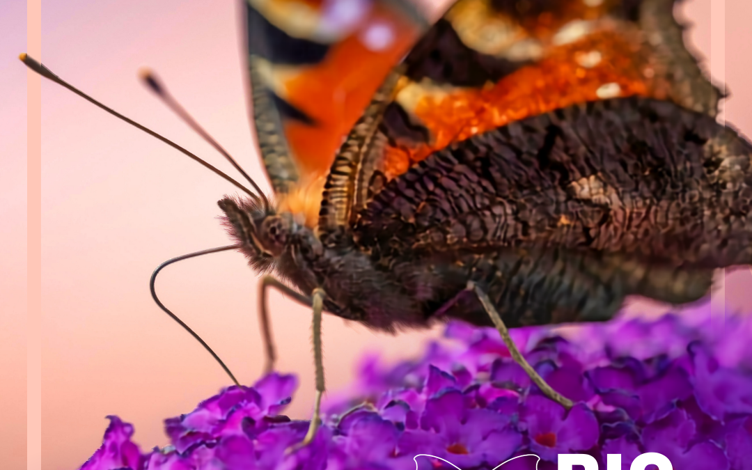 Big Butterfly Count 2026