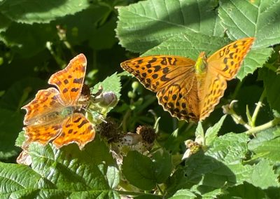 Comma and Silver Wash Fritillary Butterfly
