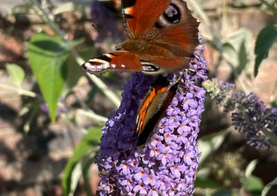 Peacock Butterfly