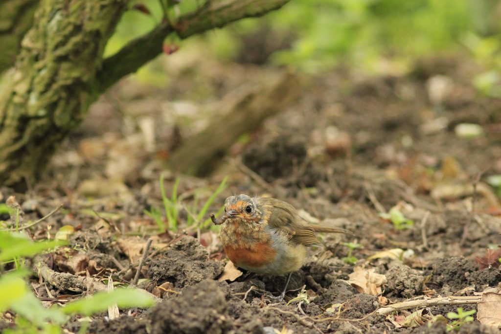 Juvenile Robin
