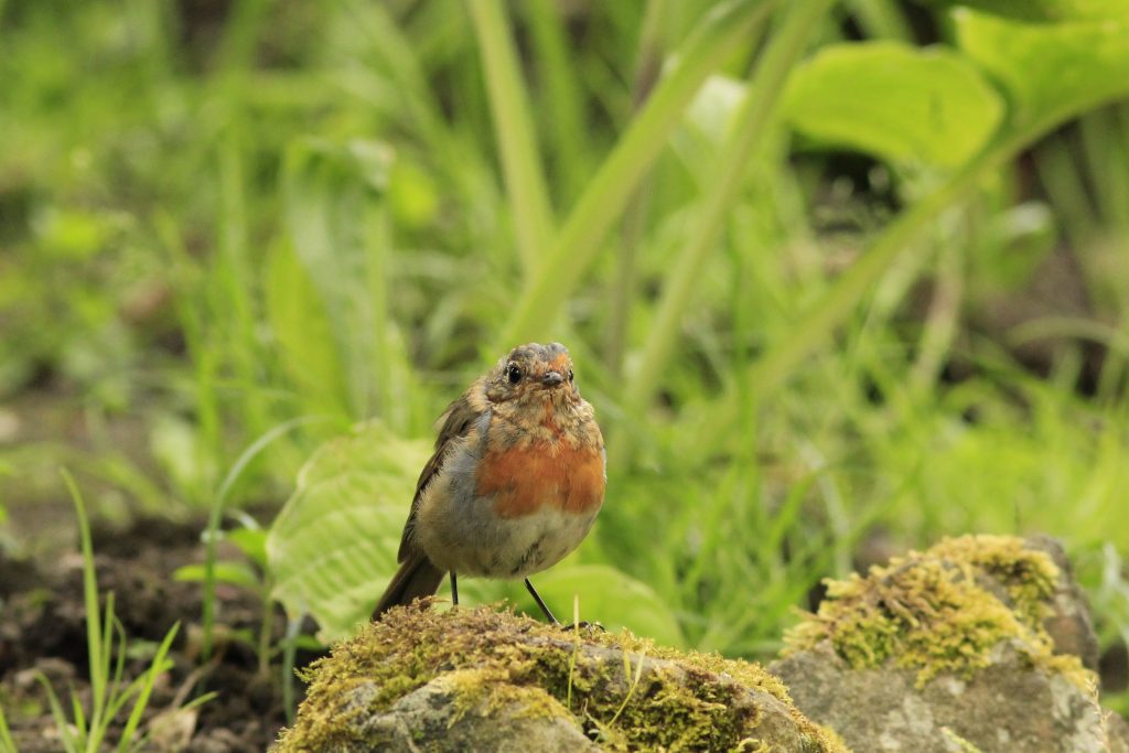 Juvenile Robin