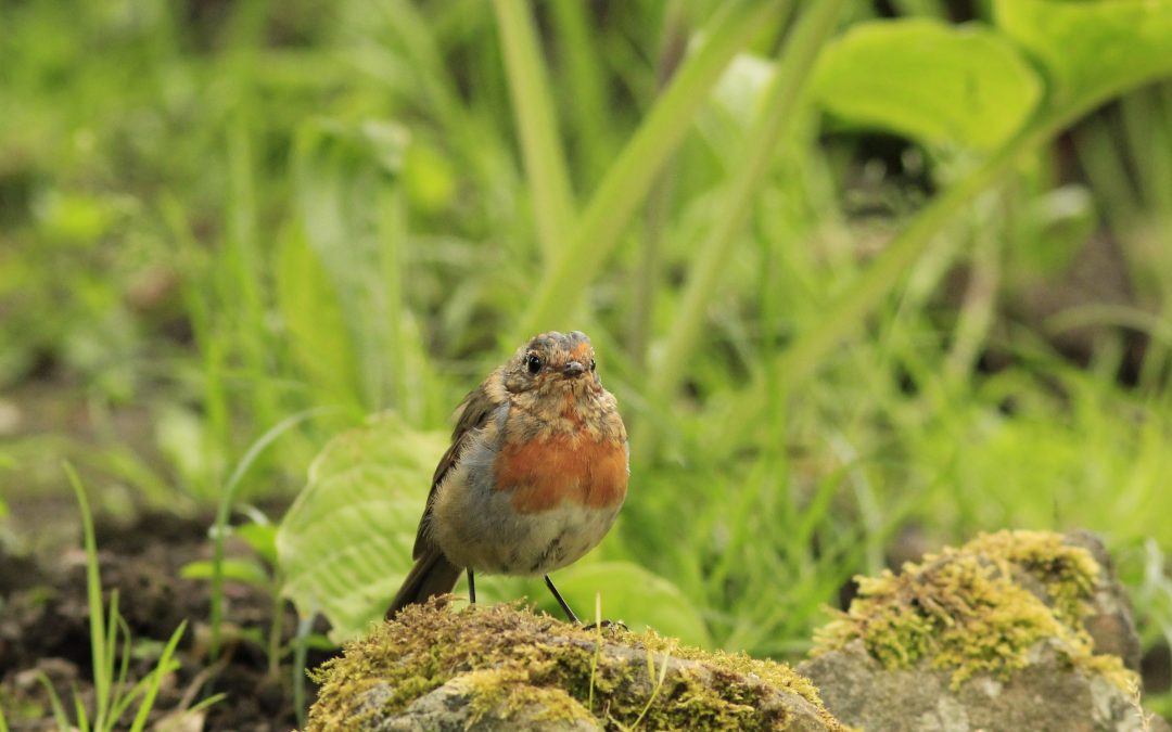 BTO Garden Birdwatch – Take Part