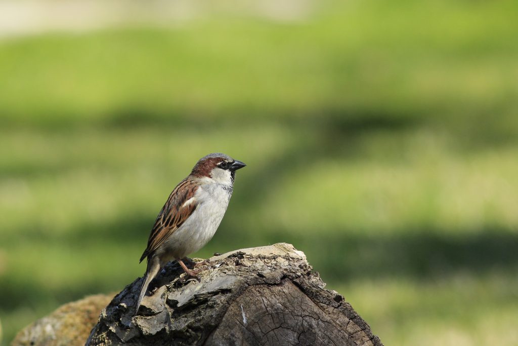 House Sparrow