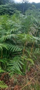 Bracken, Pteridium Aquilinum