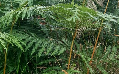 iNaturalist Journal: Bracken by Gary