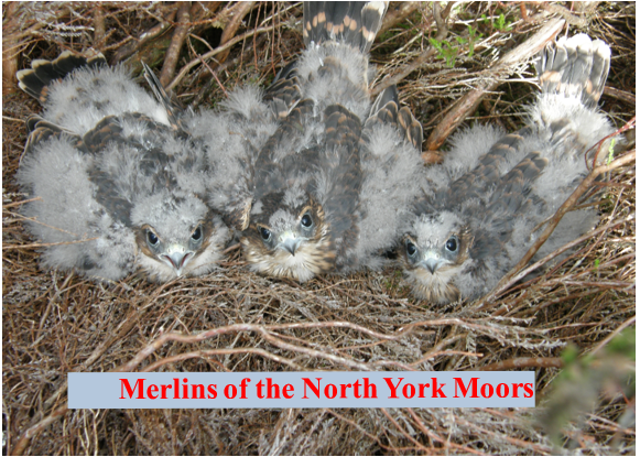 Merlins, North York Moors National Park