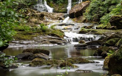Goathland Nature Shield Winner 2026 – Rick Shotton