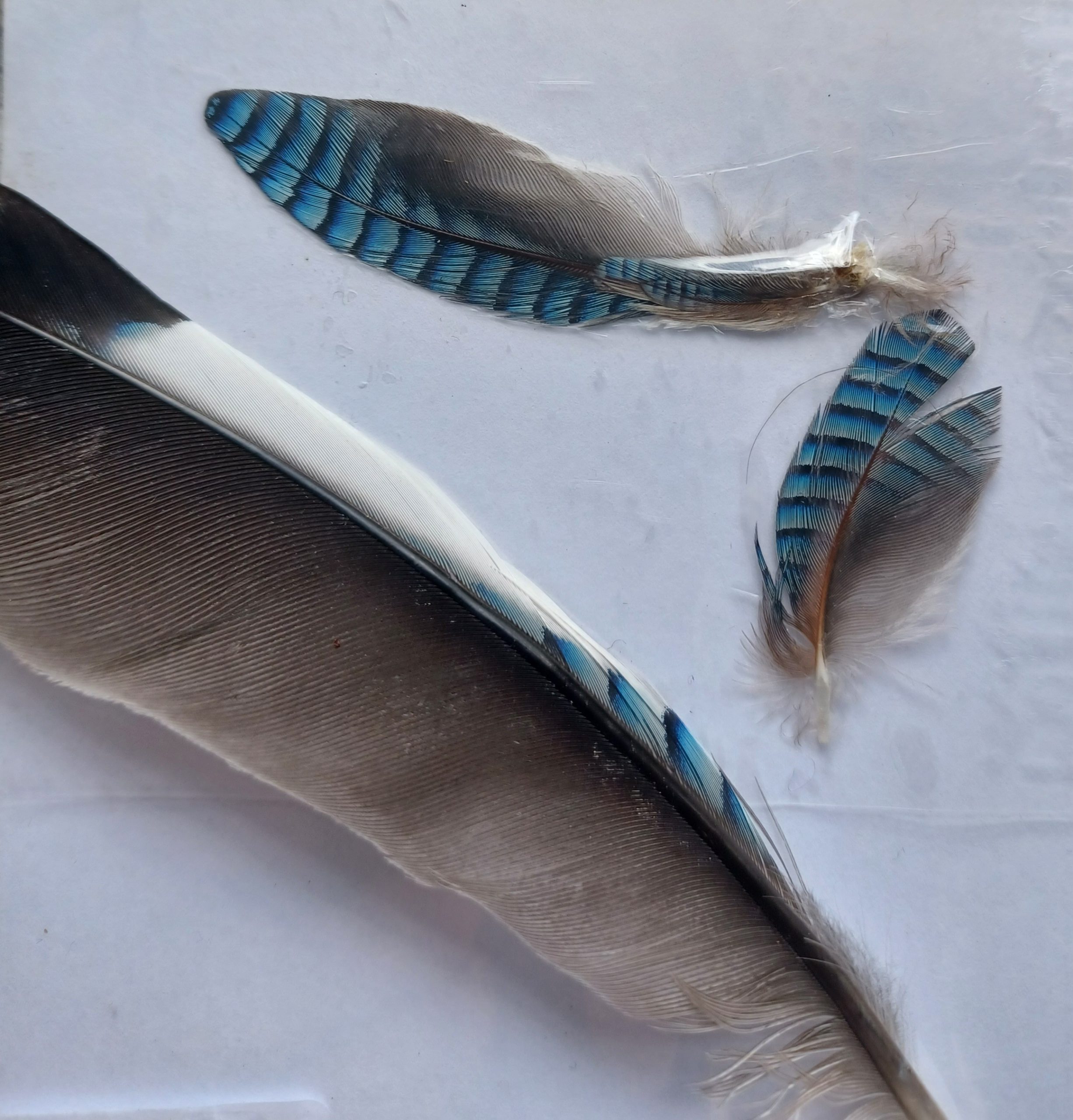 Jay feather, Elaine Hoyle