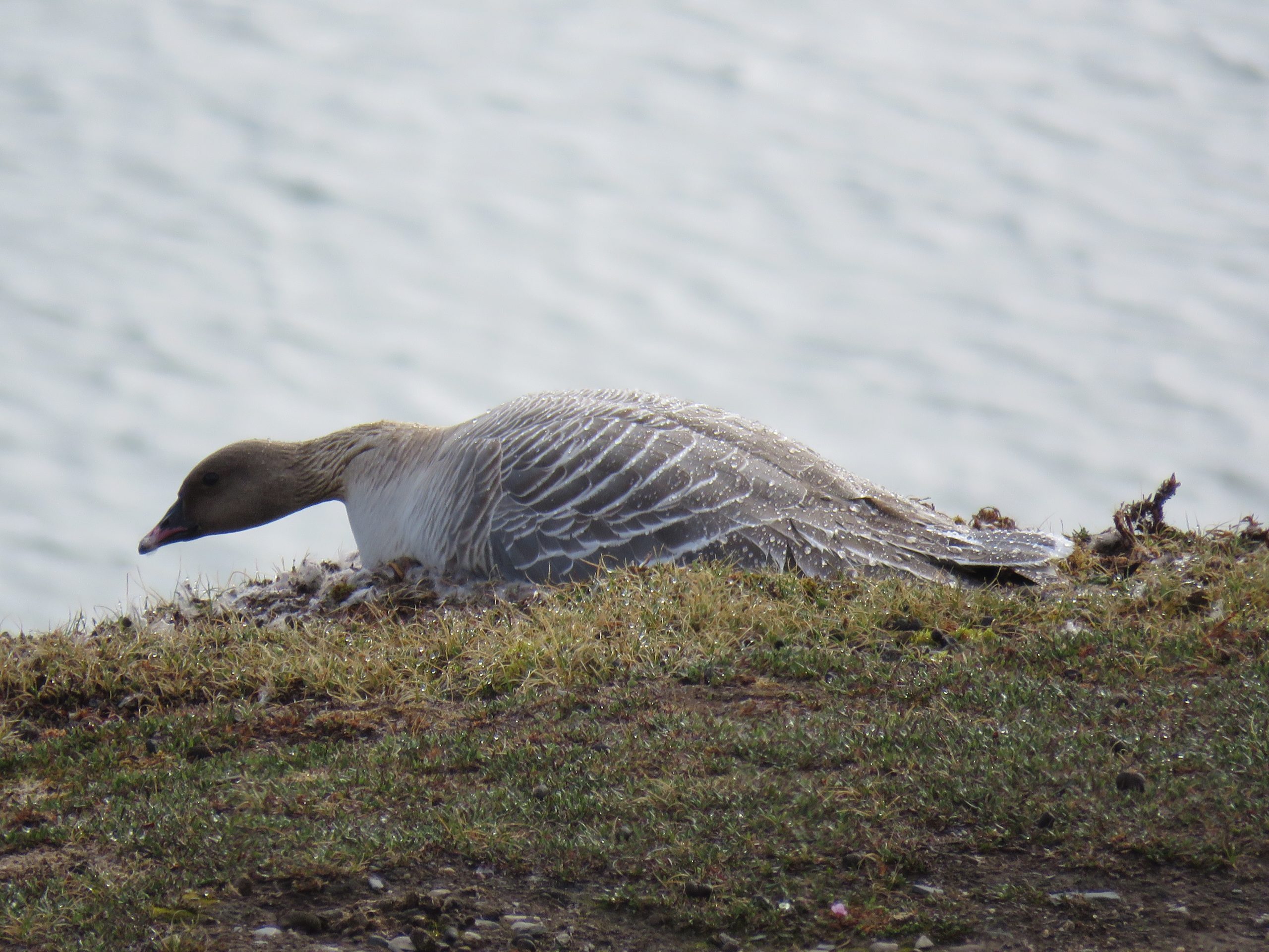 Pink footed Goose nesting in Svalbard, Elaine Hoyle
