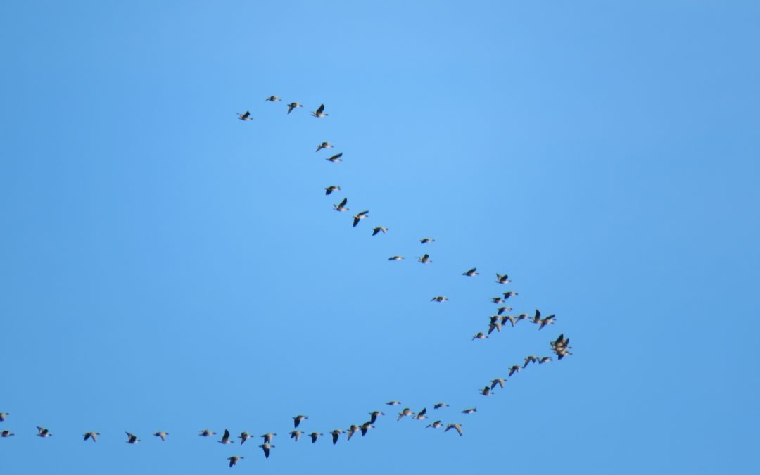 Pink-footed Geese in flight © Elaine Hoyle