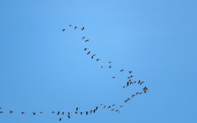 Garden Birdwatch Oct ‘26: Pink-footed Geese, Jays and the Arrival of Autumn