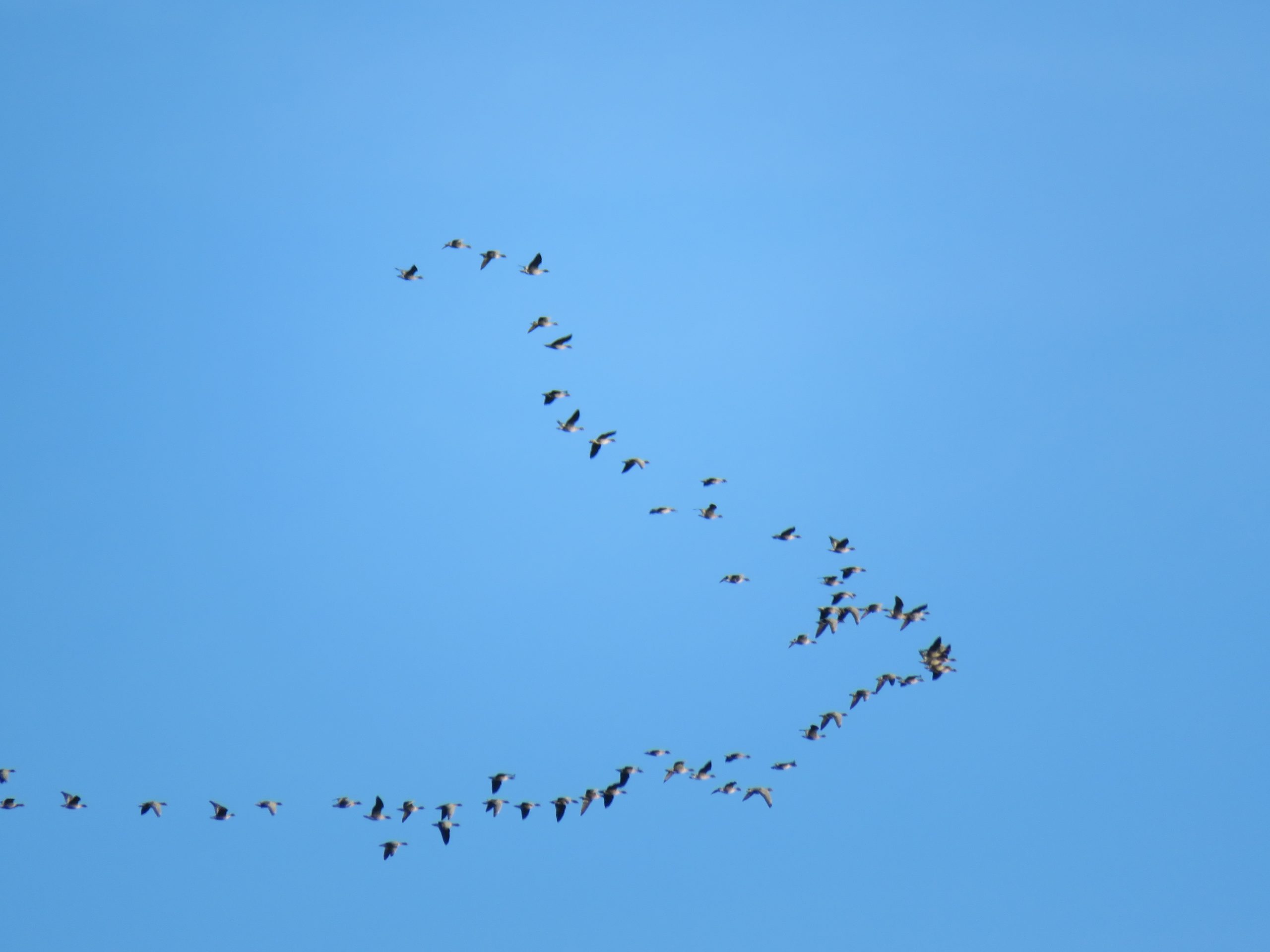 Pink footed geese in flight, Elaine Hoyle