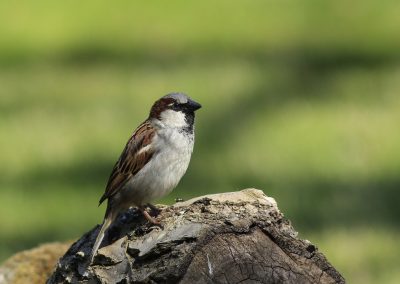 House Sparrow