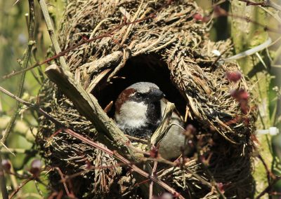 House Sparrow