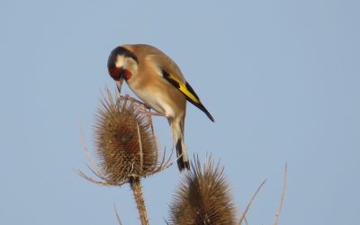 Garden Birdwatch Sept ‘26: Autumn Migration and Robin’s return