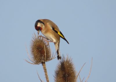 Goldfinch