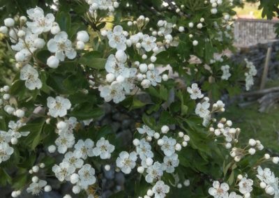 Hawthorn