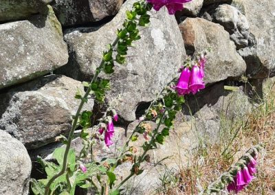 Foxglove