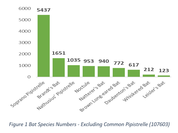 2026 Goathland Bat Project Results