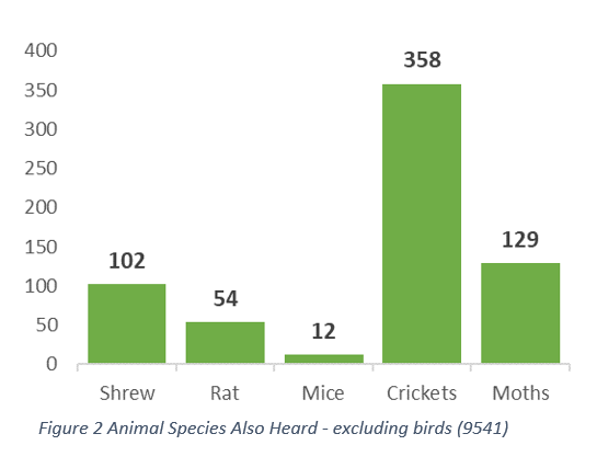 2026 Goathland Bat Project Results